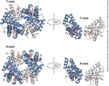 Hemoglobin T and R states