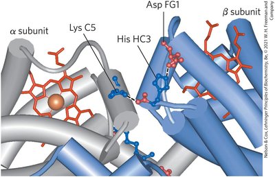 Ion pairs stabilizing T state