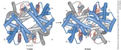 Conformational change in hemoglobin