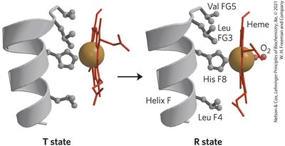 T to R transition in hemoglobin