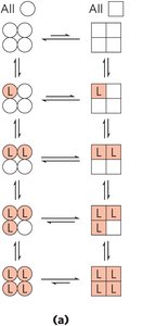 MWC model for cooperative binding