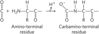 2,3-Bisphosphoglycerate structure