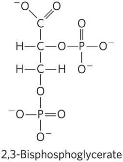 BPG binding to deoxyhemoglobin