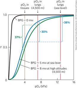 BPG increases at high altitudes