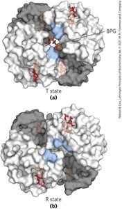 BPG binds to cavity between beta subunits