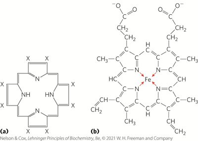 Heme structure and coordination bonds