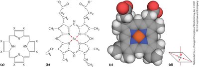 Coordination bonds of iron in heme