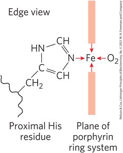 Edge view of heme binding with proximal His and O2