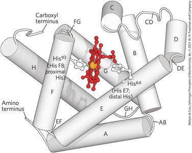 Myoglobin structure with heme group