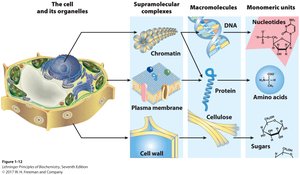 Hierarchy of biological structure from monomeric units to cell and organelles