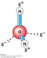 Hydrogen bonding in water molecule