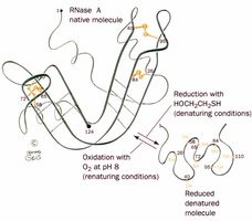 RNase A denaturation and renaturation