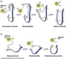 Protein disulfide isomerase mechanism