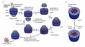 GroESL chaperonin system