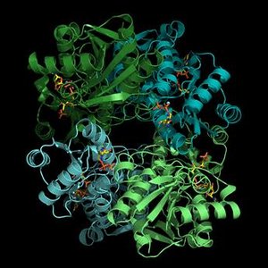 Ribbon diagram of an enzyme structure