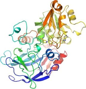 Ribbon diagram of a protein structure