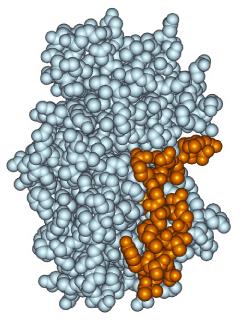 Enzyme active site and substrate