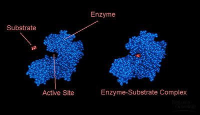 Enzyme-substrate complex
