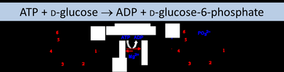 Phosphorylation reaction catalyzed by hexokinase