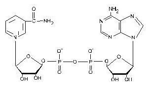 Structure of NAD (nicotinamide adenine dinucleotide)