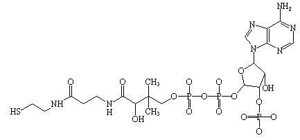 Structure of coenzyme A