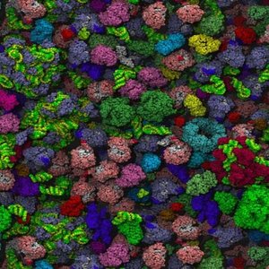 Molecular crowding in the cell
