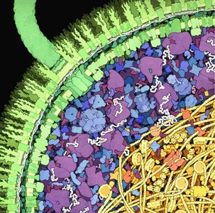 Cross-section of a cell showing crowded interior