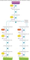 Glycolysis pathway diagram