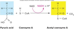 Transition step: pyruvic acid to acetyl CoA