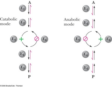 Diagram showing parallel regulation of catabolic and anabolic pathways