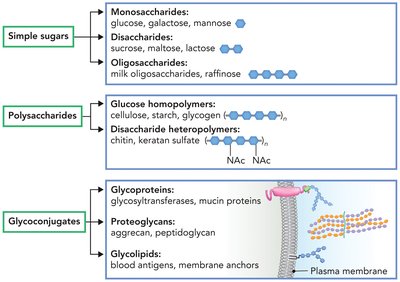 Classification of carbohydrates: simple sugars, polysaccharides, glycoconjugates