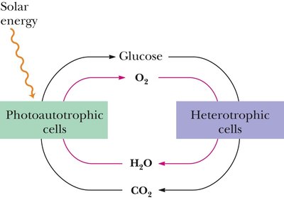 Energy flow in the biosphere: coupling of carbon and oxygen cycles between photoautotrophic and heterotrophic cells