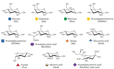 Cyclization of D-glucose to form α- and β-glucopyranose (Haworth and Fischer projections)