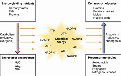 Diagram showing the interrelation of catabolism and anabolism