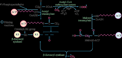 Diagram of fatty acid synthesis pathway, showing the role of acetyl-CoA carboxylase and fatty acid synthase