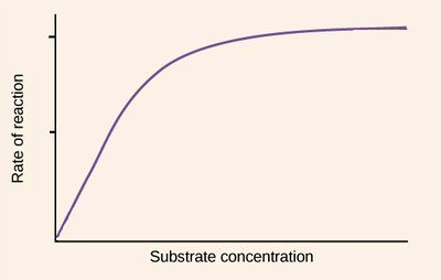 Hyperbolic curve showing rate of reaction vs substrate concentration