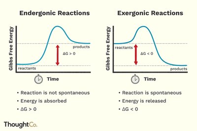 Endergonic vs. exergonic reactions