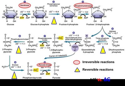 Glycolysis pathway with reversible and irreversible steps