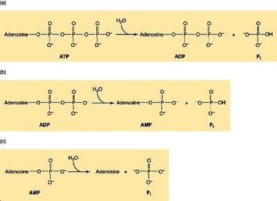 ATP hydrolysis reactions