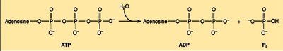 ATP and phosphate resonance structures