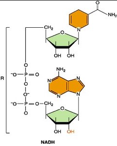 NADH structure