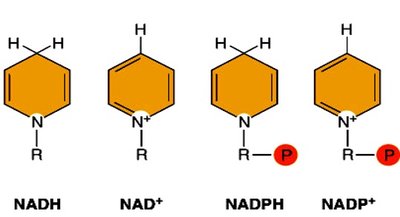 NADH and NADPH structures