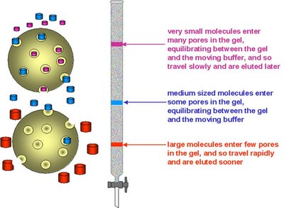 Size-exclusion chromatography principle