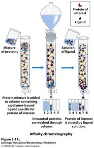 Affinity chromatography with ligand
