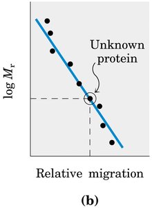 Plot of log Mr vs. migration