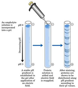 Isoelectric focusing setup
