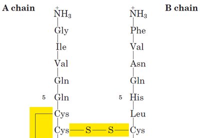 Sanger method for N-terminal sequencing