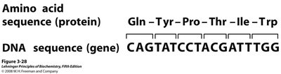DNA and amino acid sequence correspondence