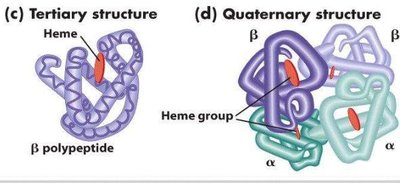 Tertiary and quaternary structure