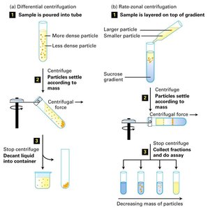 Differential and rate-zonal centrifugation